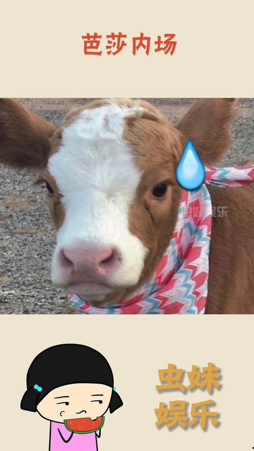 娱乐吃瓜酱玩梗,娱乐吃瓜酱带你领略网络梗界的风花雪月